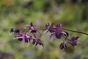 Epimedium kotobuki      